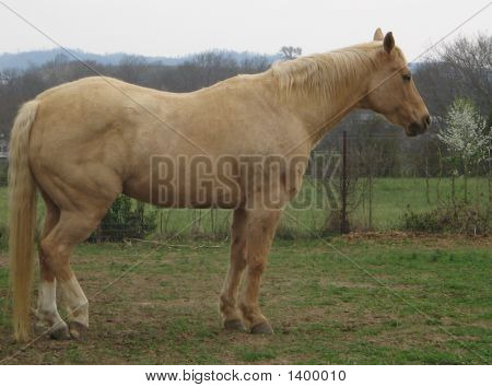 Realhorsetan