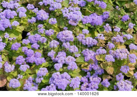 Blooming Ageratum houstonianum on a bed as a background for design
