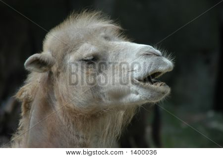 คาเมล Dromedary หรือเวสท์วูด