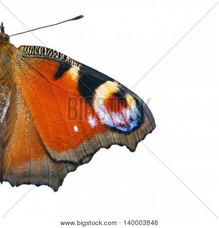 Peacock eye butterfly (Inachis io) wings isolated on white background.
