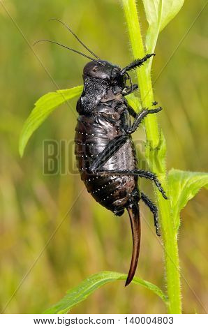 big-bellied cricket (Bradiphorus Dasiphus)