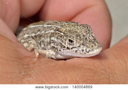 steppe racer lizard in natural habitat (Eremias arguta) - Black Sea shore
