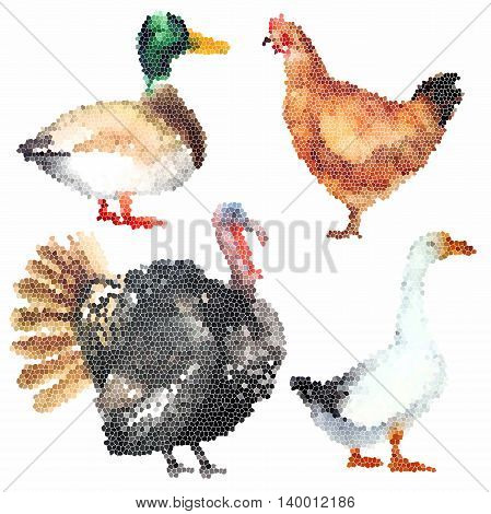 Set of colourful realistic farm birds hand-drawn