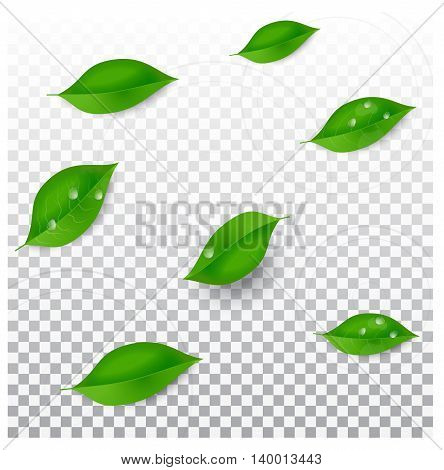 Realistic green leaves on a grey transparent background