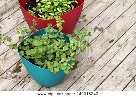 Growing Spearmint And Oregano