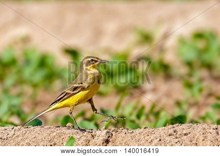 Yellow Wagtail or Motacilla flava in a farm in Bahrain