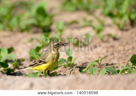 Yellow Wagtail or Motacilla flava in a farm in Bahrain