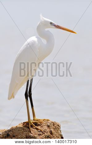 little egret (egretta garzetta)