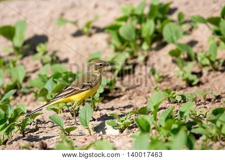 Yellow Wagtail or Motacilla flava in a farm in Bahrain