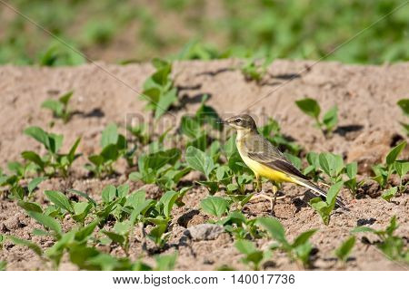 Yellow Wagtail or Motacilla flava in a farm in Bahrain