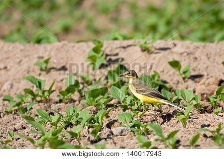 Yellow Wagtail or Motacilla flava in a farm in Bahrain