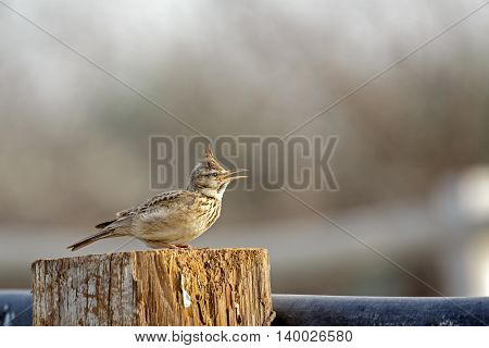 Crested Lark or Galerida Cristata in a farm in Bahrain