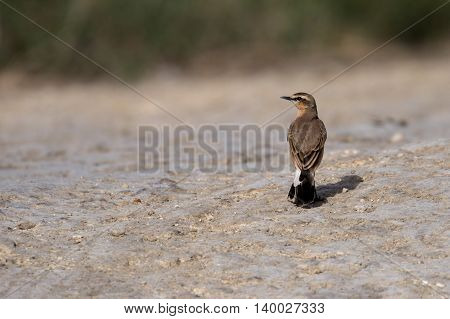 Desert Wheatear or Oenanthe Deserti in a farm in Bahrain