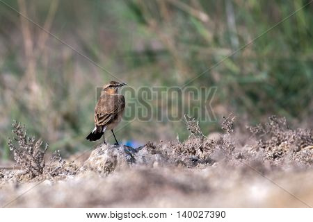 Desert Wheatear or Oenanthe Deserti in a farm in Bahrain