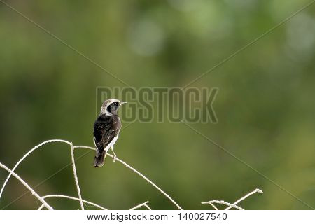 Pied Wheatear or Oenanthe pleschanka in a farm in Bahrain