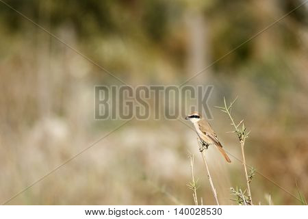 Long-tailed Shrike or Lanius Schach in a farm in Bahrain