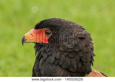 Portrait of a Bateleur Eagle, side on