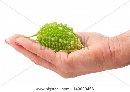 one green momordica or karela in hand isolated on white background.