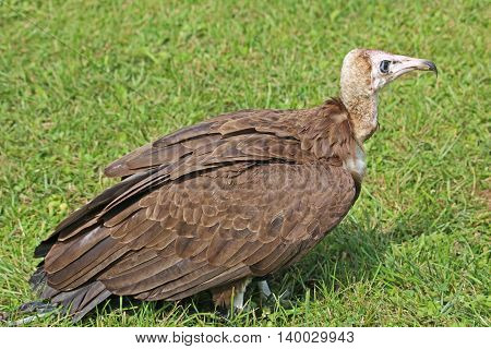 Hooded Vulture standing in a grassy field