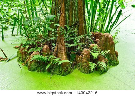 Cypress swamp. Pond or swamp with cypress tree.