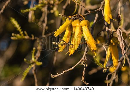 isolated yellow kowhai tree flowers in bloom