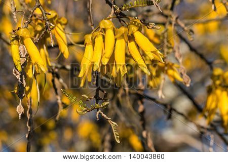 detail of yellow kowhai tree flowers in bloom