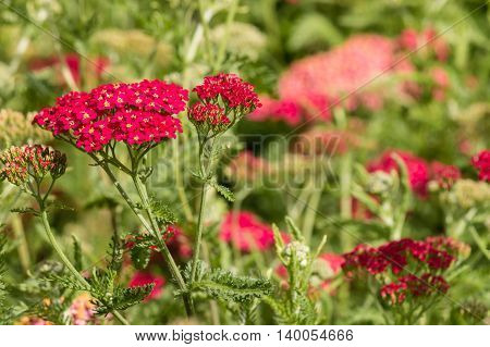 detail of red common yarrow flowers in bloom