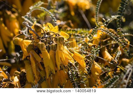 closeup of yellow kowhai tree flowers in bloom