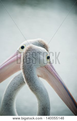 Two pelican heads crossed looking opposite directions closeup