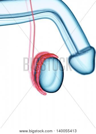 medically accurate illustration of the epididymis