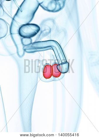 medically accurate illustration of the testicles
