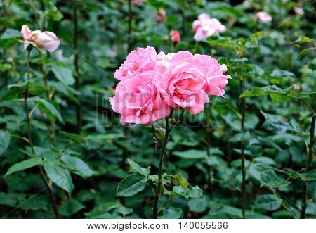 Flowers of beautiful pink roses in the garden