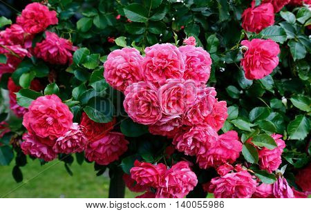 Flowers of beautiful pink roses in the garden