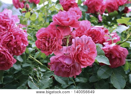 Flowers of beautiful pink roses in the garden
