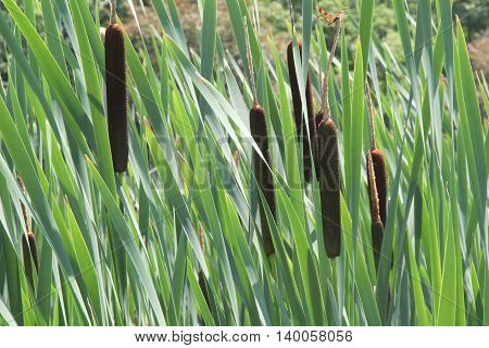 Marshy landscape of Cat-o-Nine Tails in deep grass.