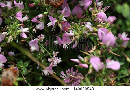 A flowering spiny restharrow (Onosis spinosa) in Southern Europe.