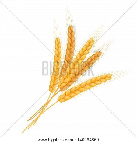 vector illustration of realistic isolated bundle of wheat ears.
