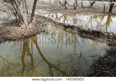 Dry Mangrove Forest, Dried Tree