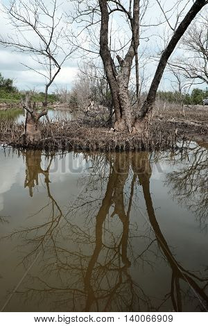 Dry Mangrove Forest, Dried Tree