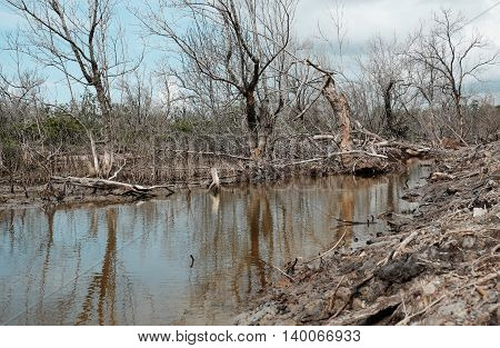 Dry Mangrove Forest, Dried Tree