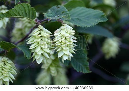 Fruits of the Hop Hornbeam (Ostrya carpinifolia)
