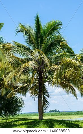 Coconut trees in the park palms, travel