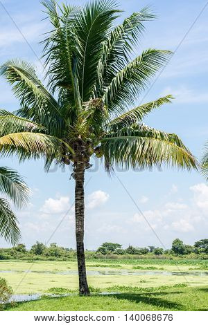 Coconut trees in the park palms, travel