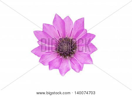 purple immortelle flower on a white background