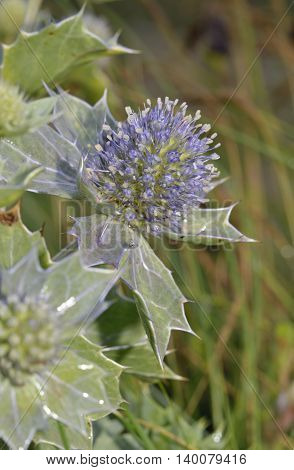Sea Holly - Eryngium maritimum Prickly Flower of Sea Shore