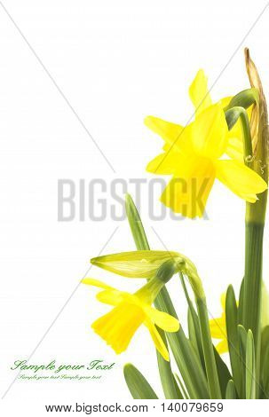 Spring floral border, beautiful fresh narcissus flowers, isolated on white background