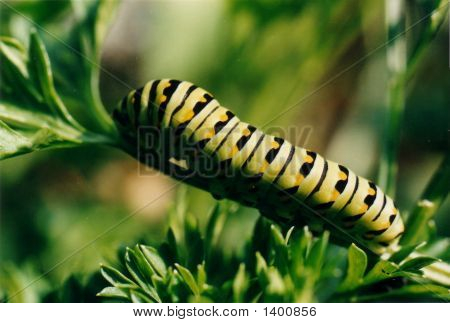 Caterpillar