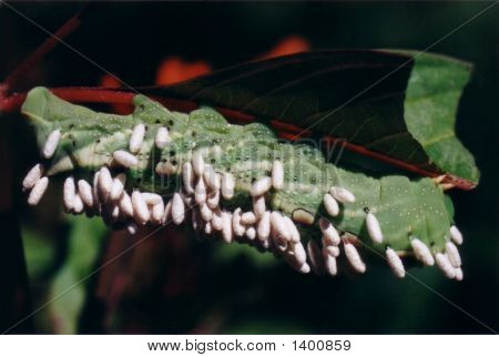 Caterpillar