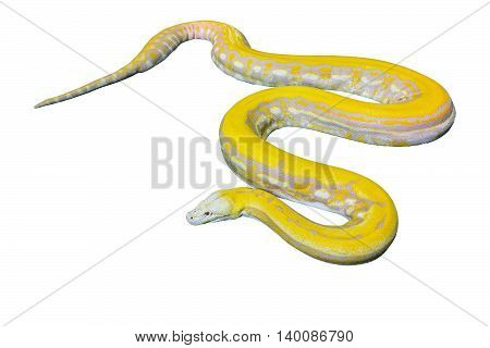 Gold PythonReticulated python (Python reticulatus) on White background