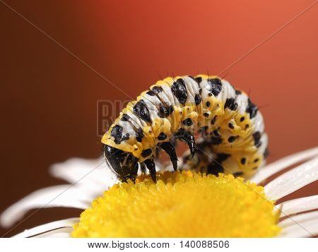 Pest Caterpillar on flower camomile. Yellow and black caterpillar color. macro